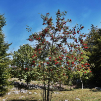 Hibridni izlet Sinji vrh AMZS-28.jpg