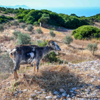 Grški Karibi Lefkada - potopis