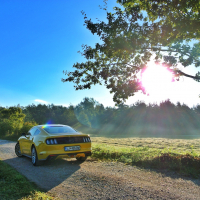 mustang 5.jpg