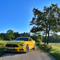 mustang 13.jpg
