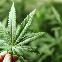 marijuana-leaf.jpg