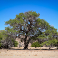 Afrika_Toyota (3 of 13).jpg