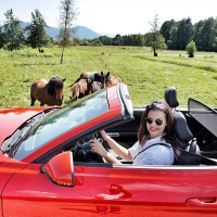 mustang 15.jpg