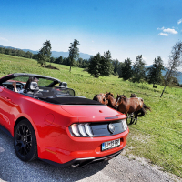 mustang 18.jpg