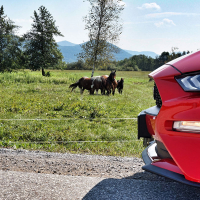 mustang 19.jpg