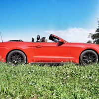 mustang 20.jpg