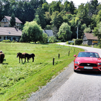 mustang 25.jpg